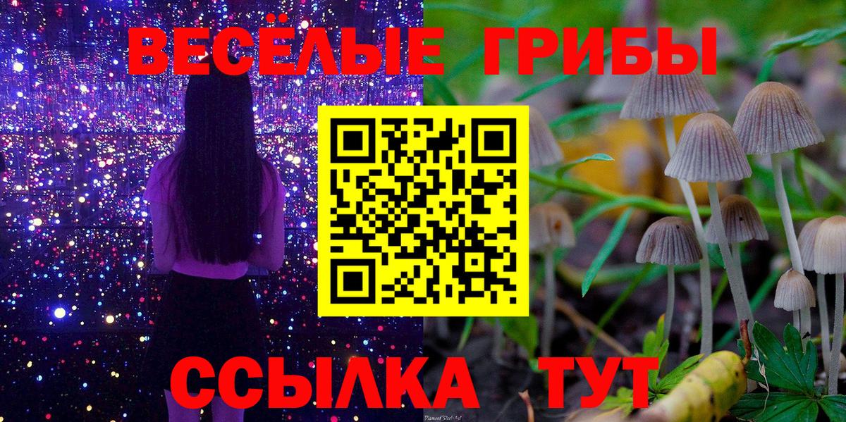 цены   Вход с VPN  Псилоцибиновые грибы Cubensis  Урус-Мартан  Псилоцибиновые грибы Psilocybe 